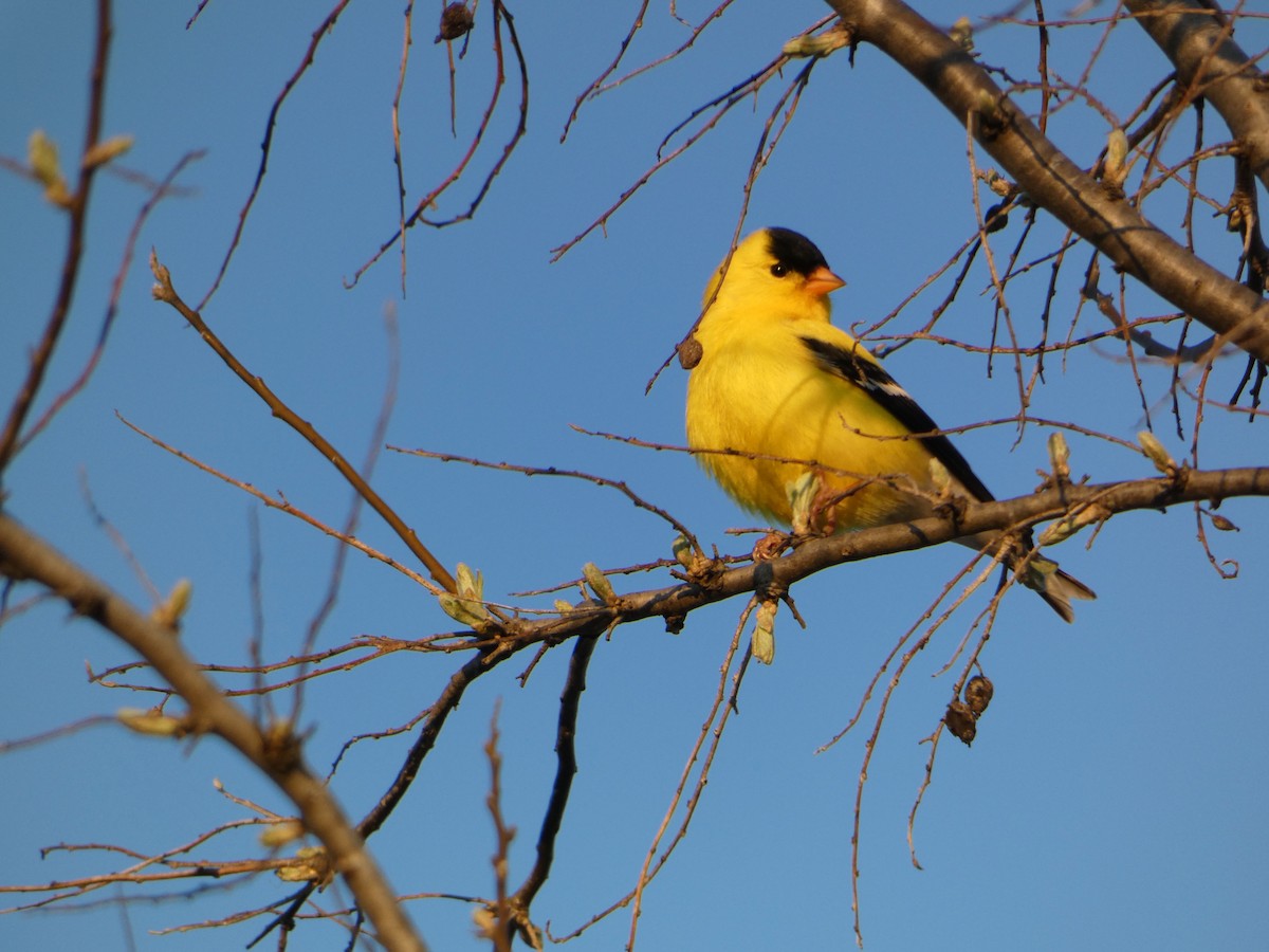 American Goldfinch - ML618263057