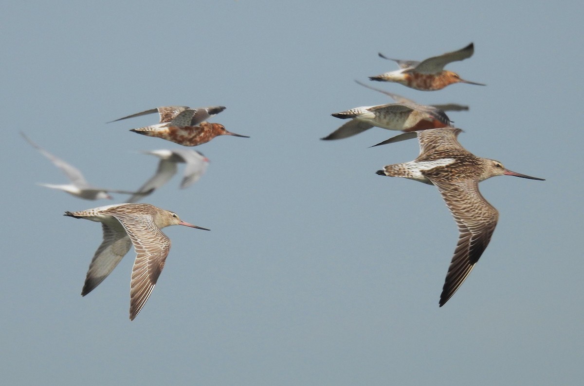 Bar-tailed Godwit - Peter Boesman