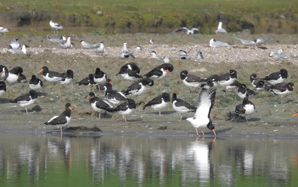 Eurasian Oystercatcher - ML618263077