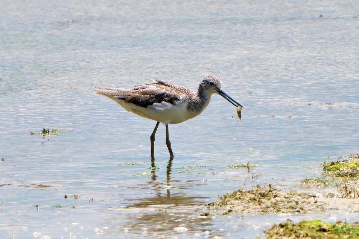 Common Greenshank - ML618263080