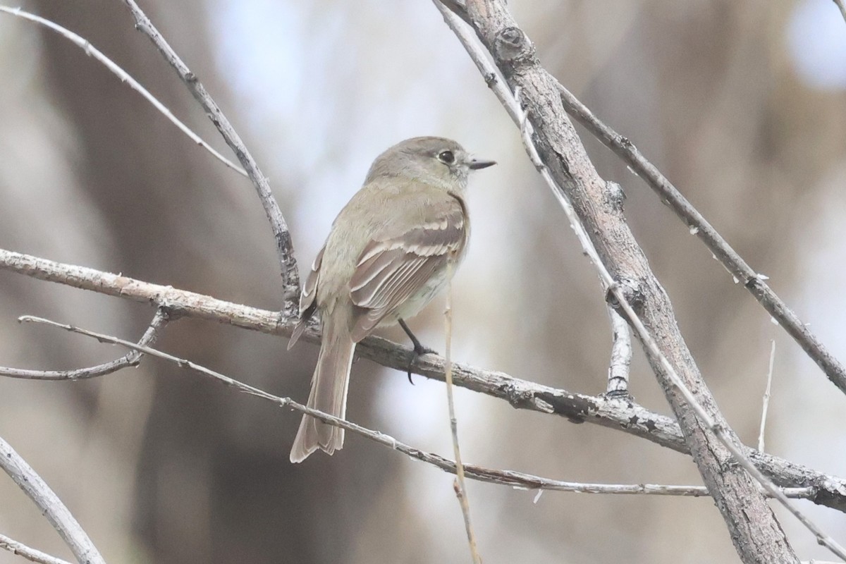 Dusky Flycatcher - ML618263090