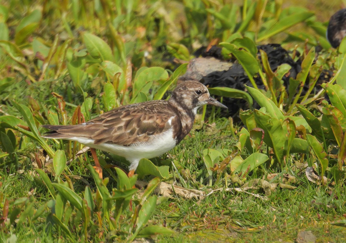 Ruddy Turnstone - ML618263092