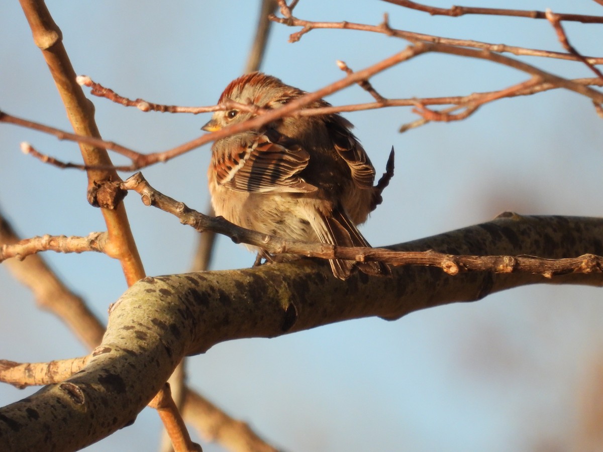 American Tree Sparrow - Vince Hiebert