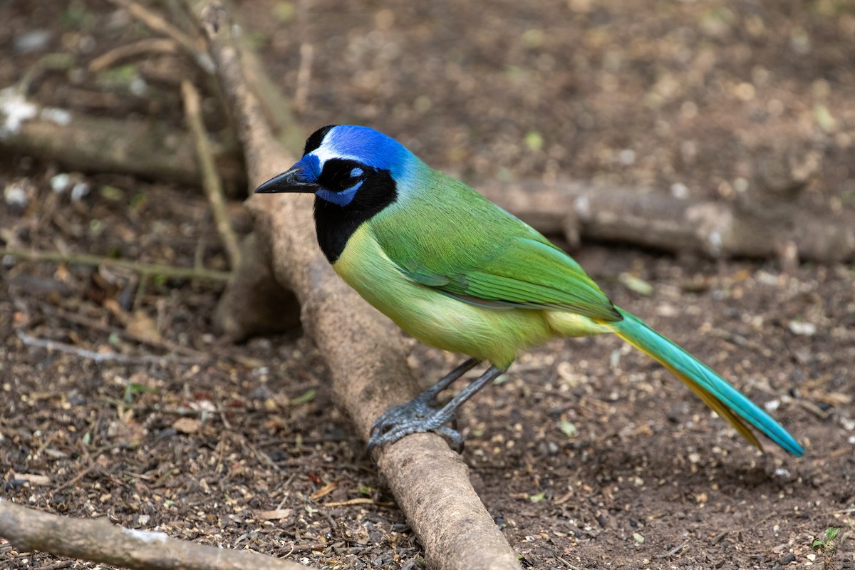 Green Jay - Jason Hummelt