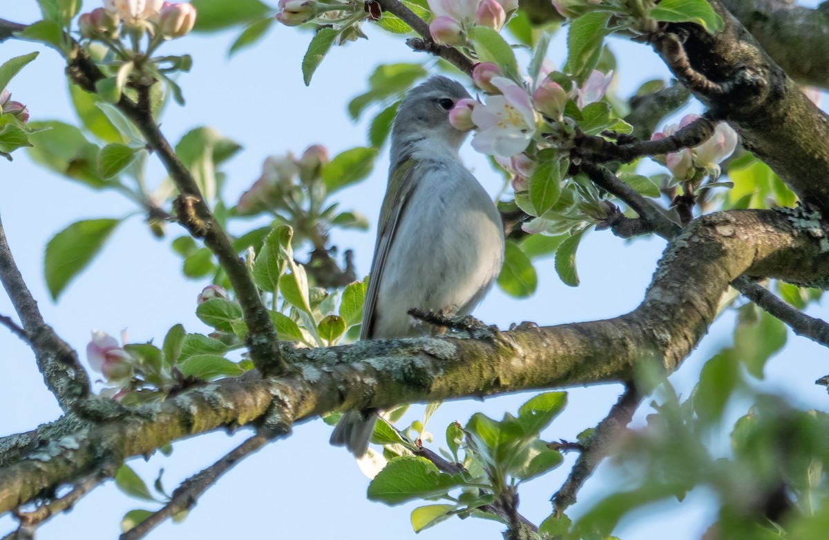 Tennessee Warbler - ML618263176