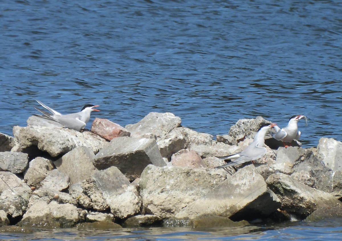 Common Tern - Mike Vlasatý