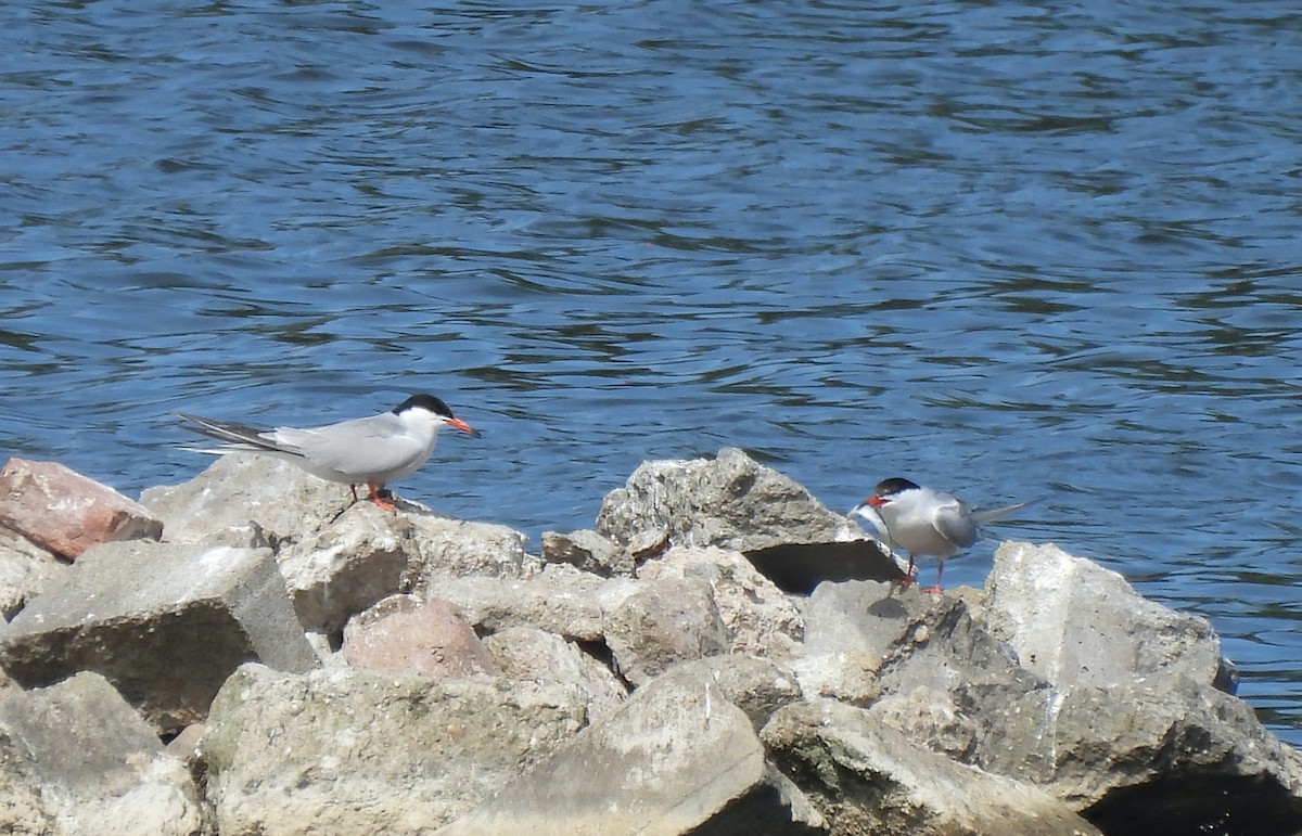 Common Tern - Mike Vlasatý