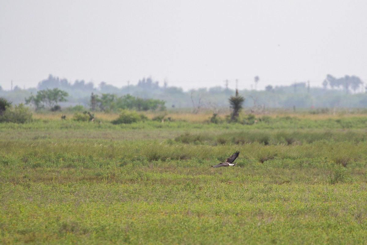 White-tailed Hawk - Jason Hummelt