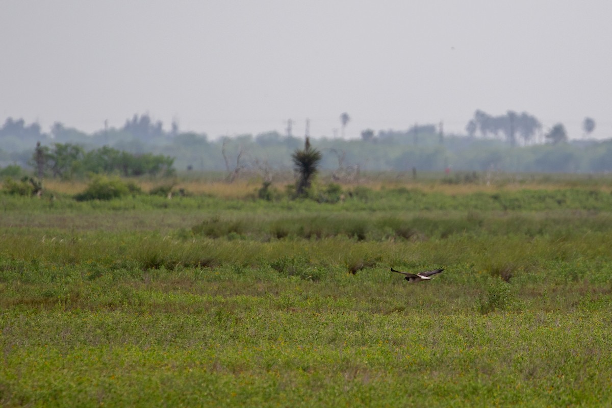 White-tailed Hawk - Jason Hummelt