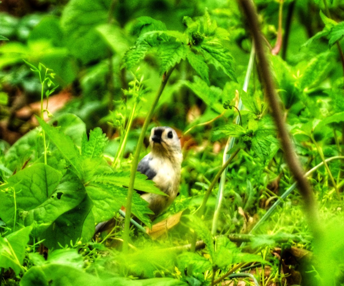 Tufted Titmouse - Traci McDonough