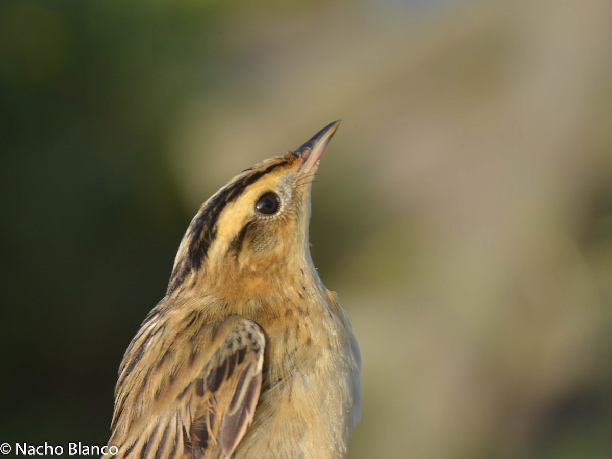 Aquatic Warbler - ML618263196