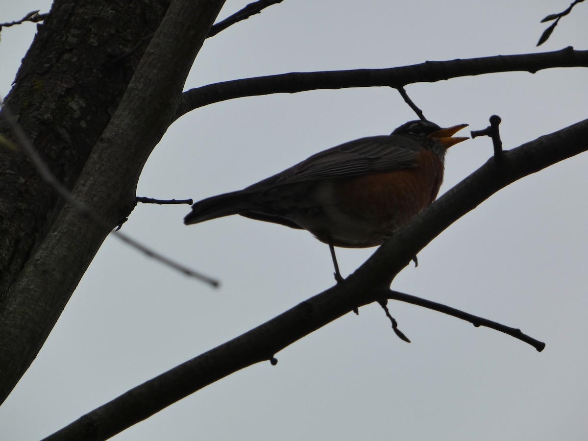 American Robin - ML618263199