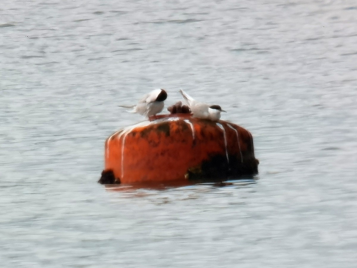 Common Tern - Peter Milinets-Raby