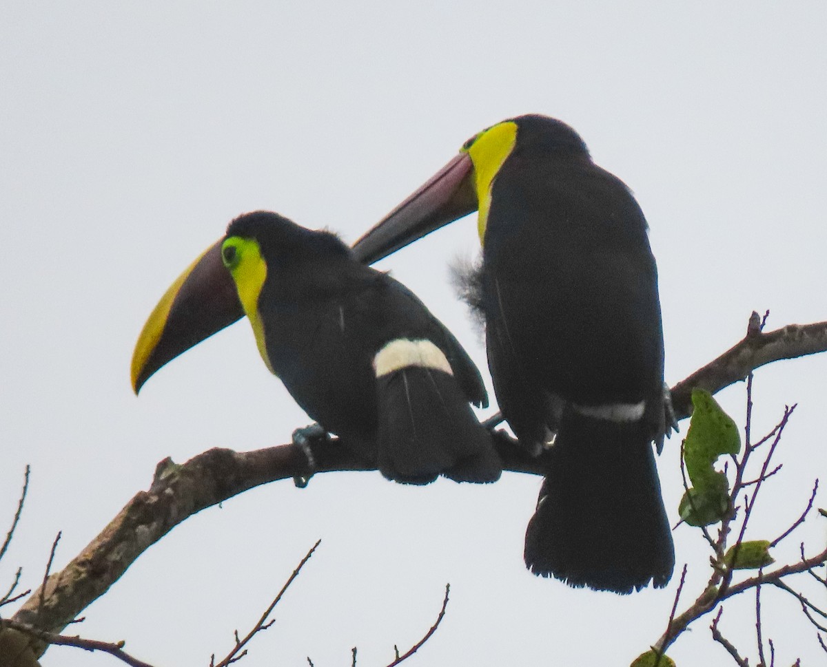 Yellow-throated Toucan - Clara Camargo