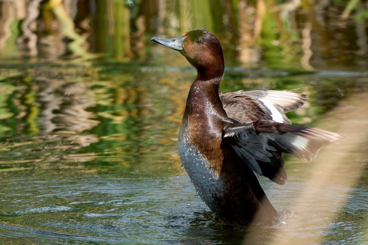 Ferruginous Duck - ML618263248