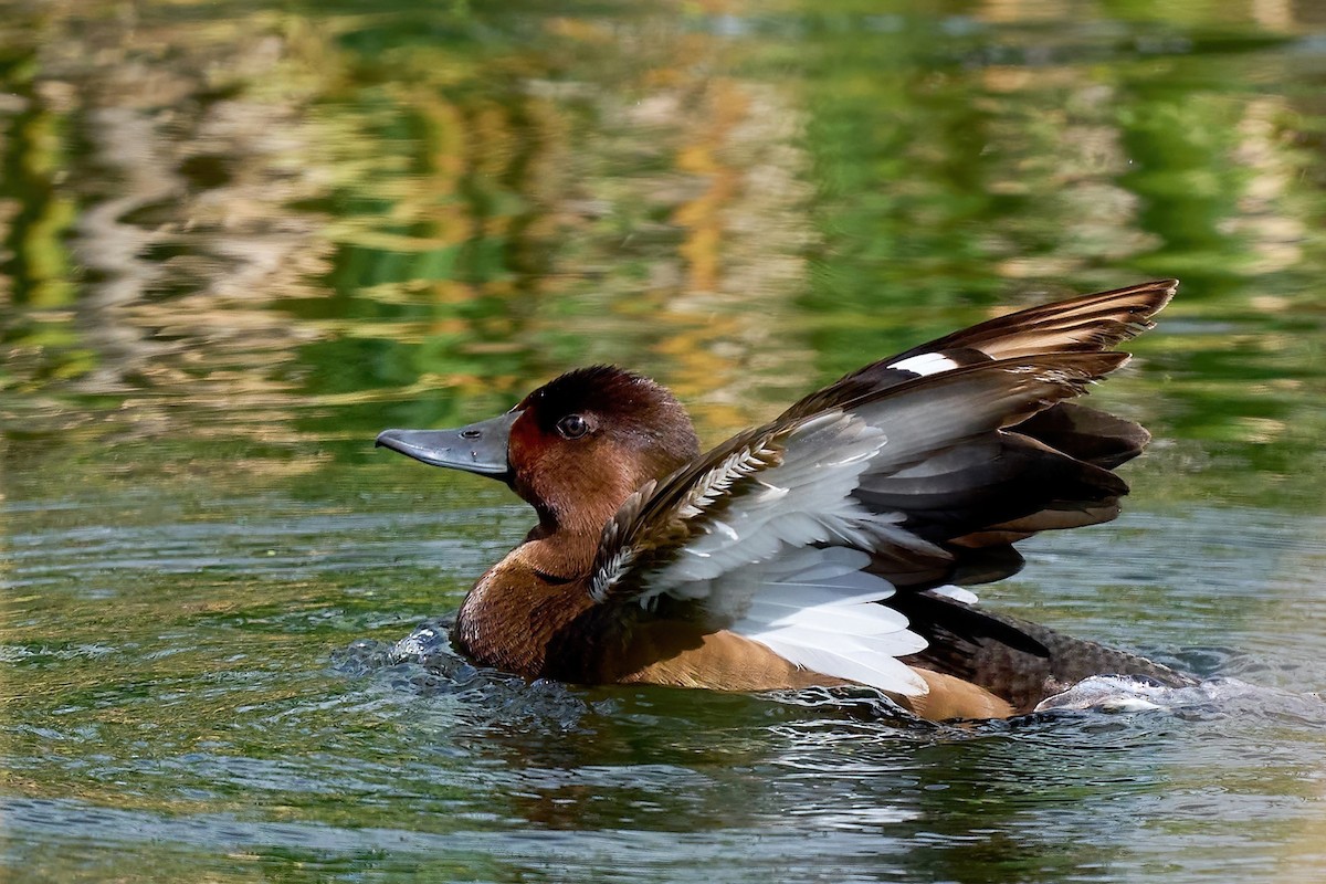 Ferruginous Duck - ML618263249