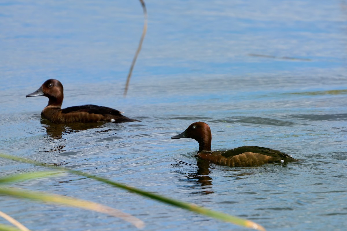 Ferruginous Duck - ML618263250