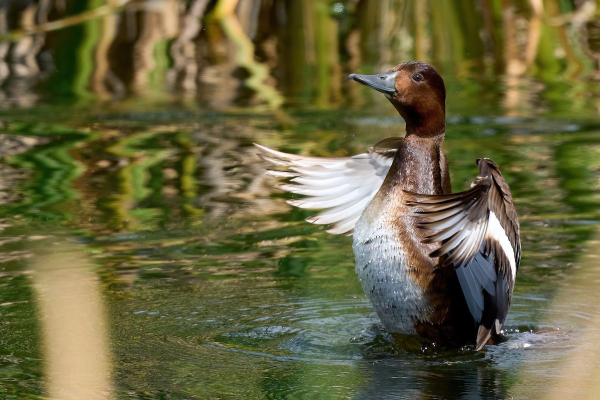 Ferruginous Duck - Beata Milhano