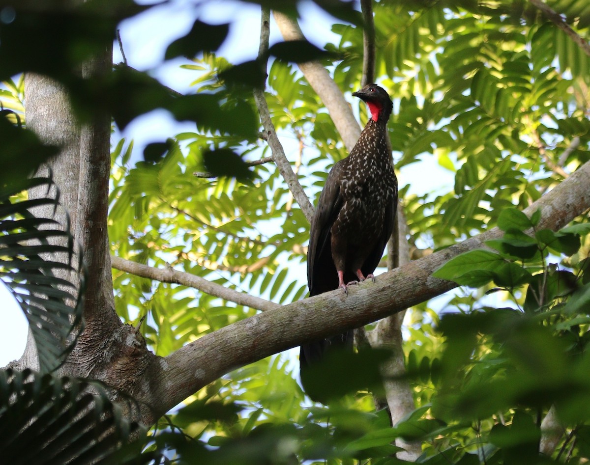 Crested Guan - Richard Greenhalgh