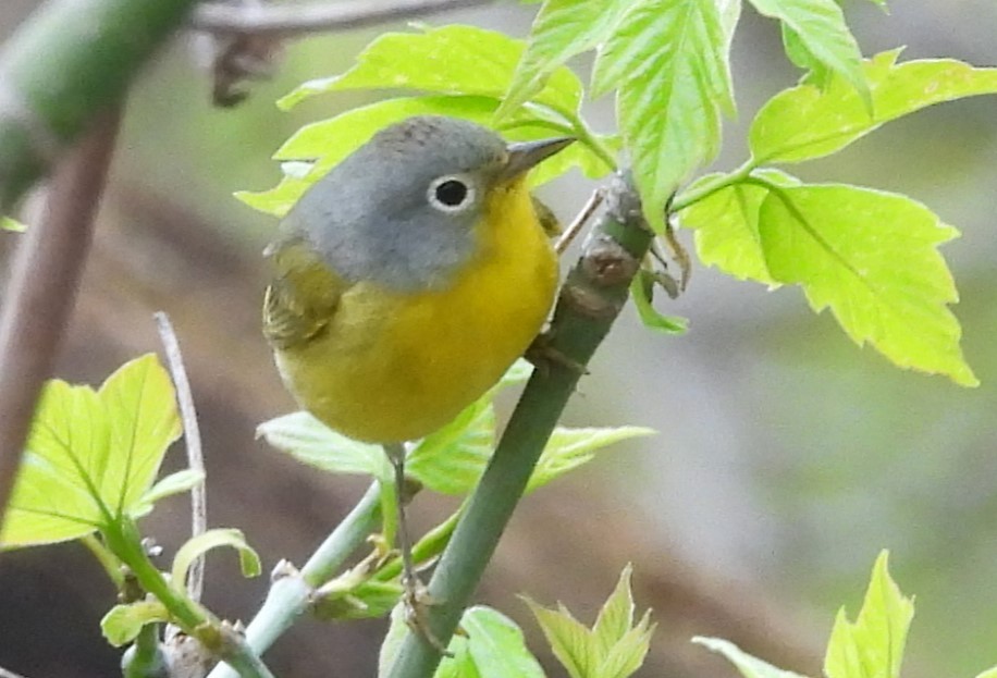 Nashville Warbler - ML618263339