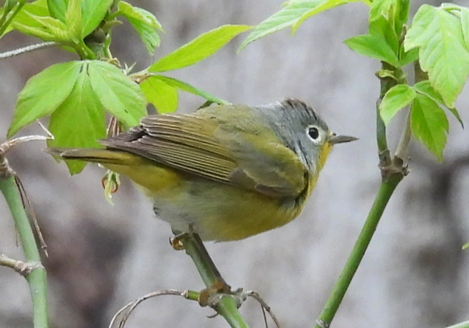Nashville Warbler - ML618263340