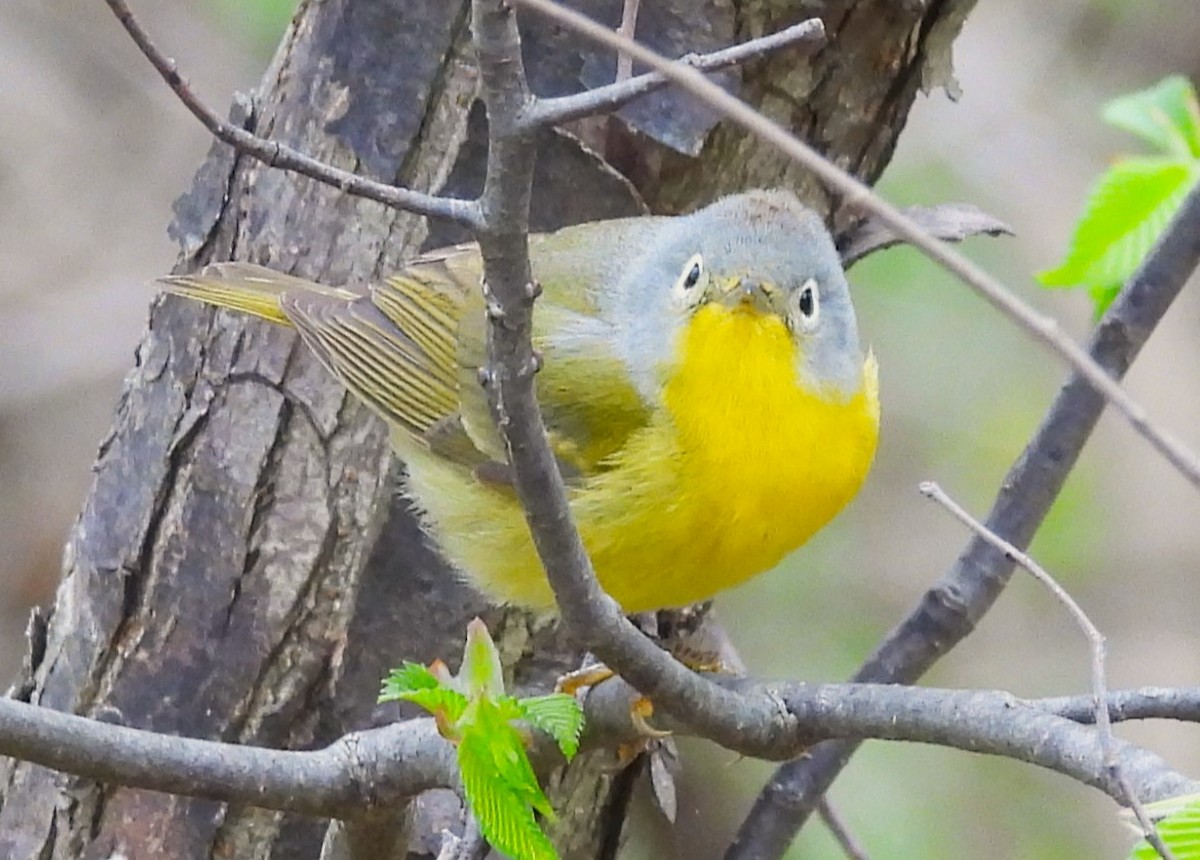 Nashville Warbler - ML618263341