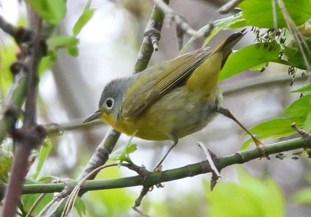 Nashville Warbler - ML618263354