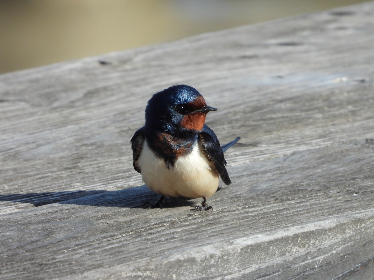 Barn Swallow - ML618263360