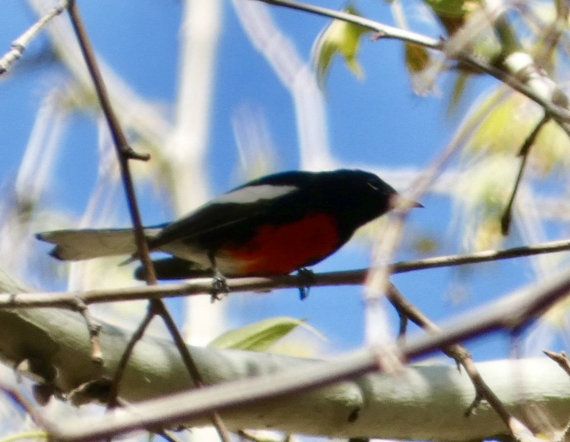 Painted Redstart - Eileen Wintemute