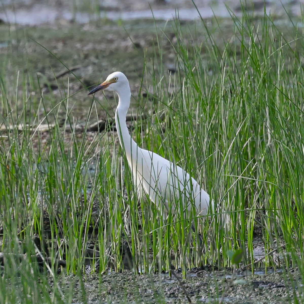 Medium Egret - poshien chien