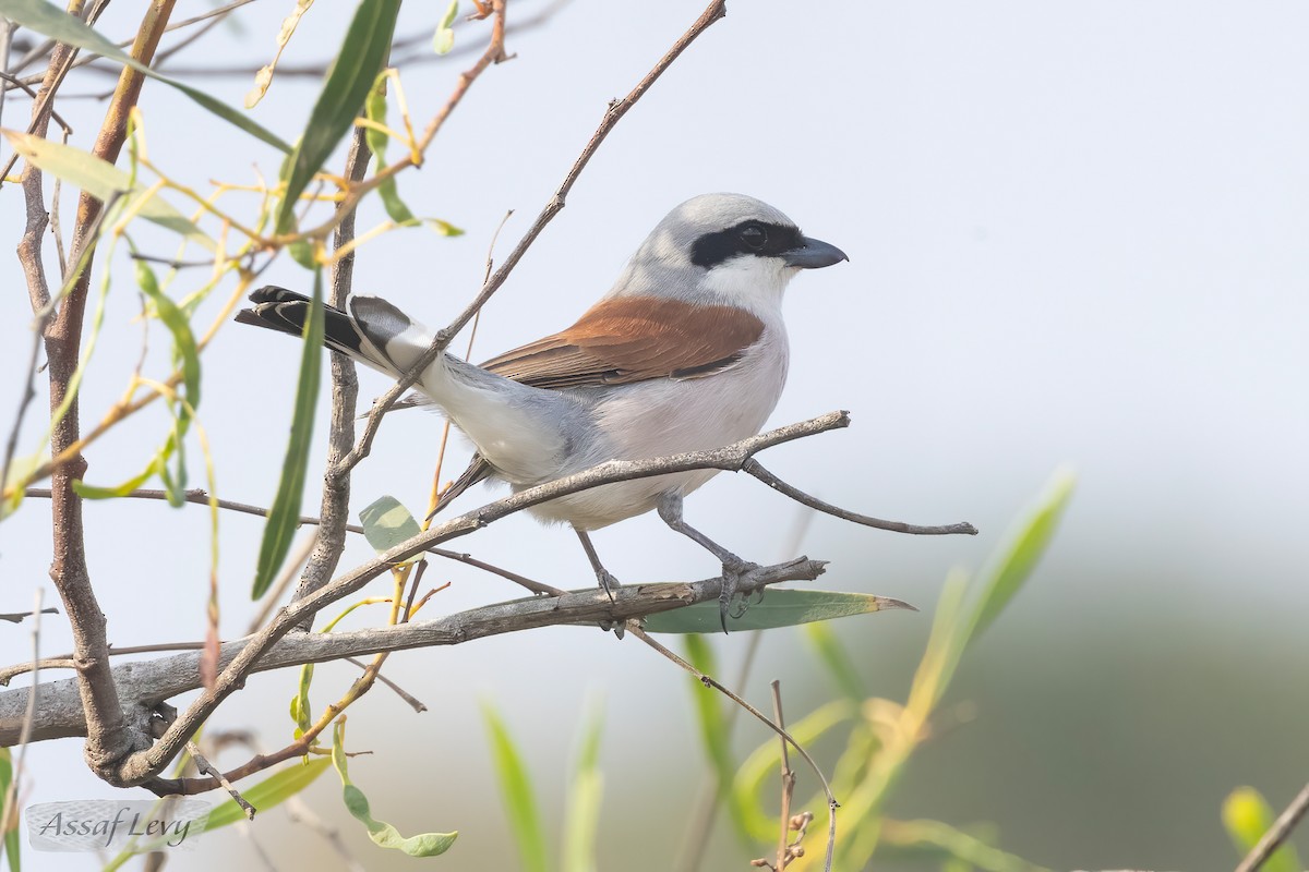 Red-backed Shrike - Assaf Levy