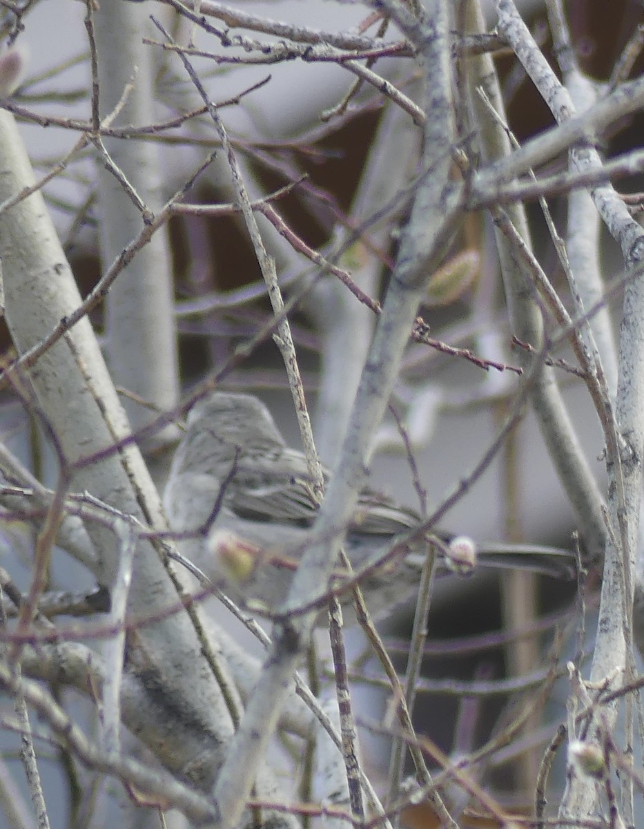 House Sparrow - ML618263407