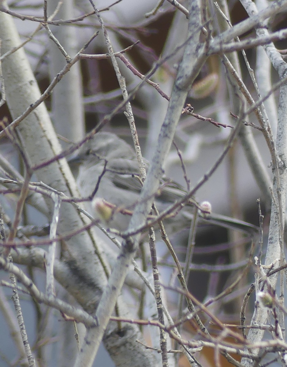 House Sparrow - ML618263409