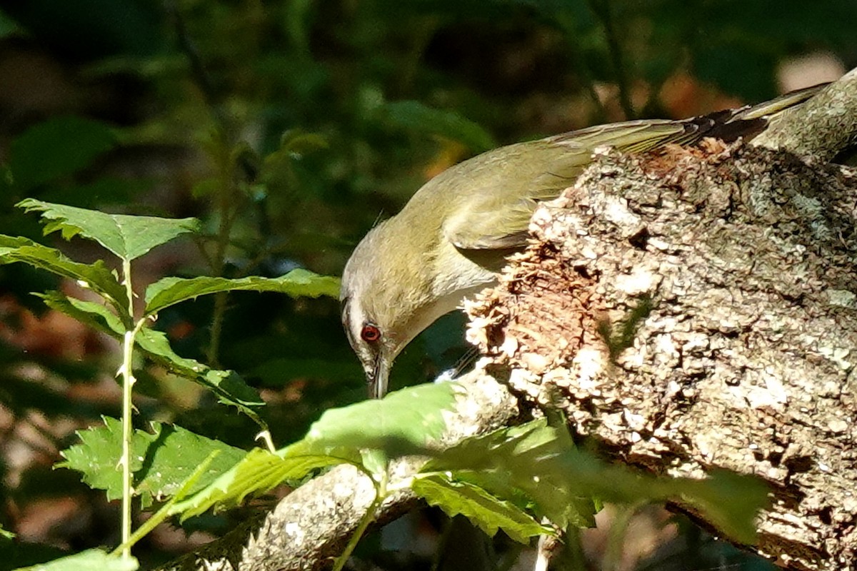 Red-eyed Vireo - ML618263420