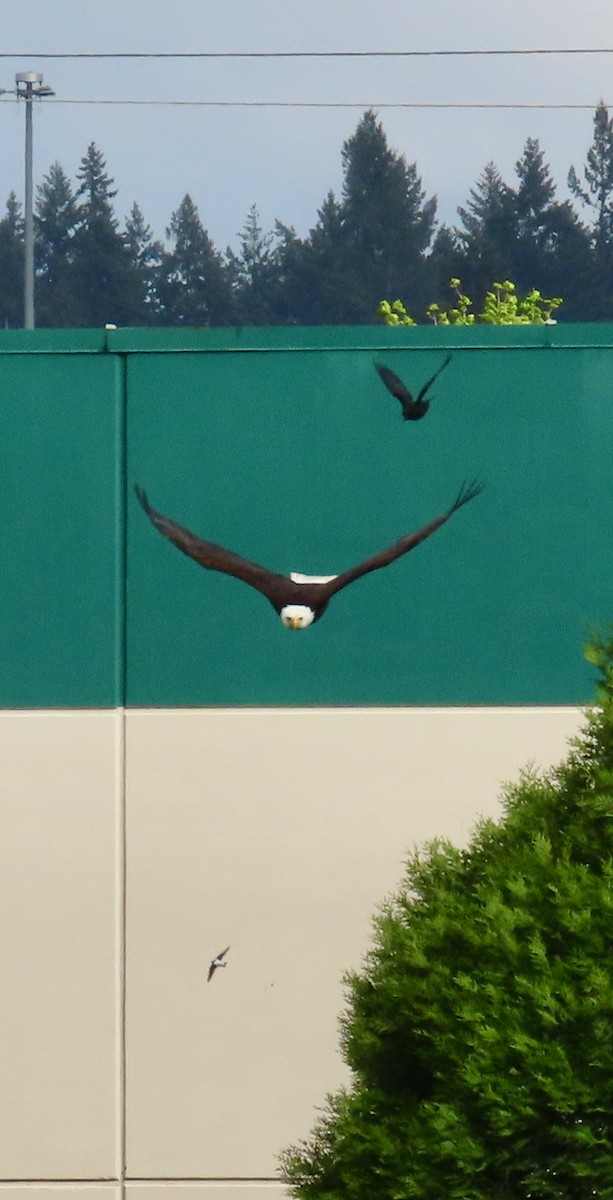 Bald Eagle - ML618263461