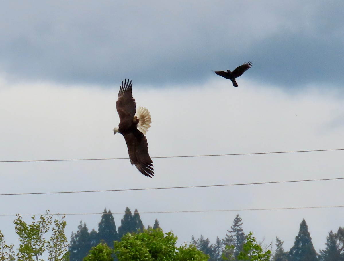 Bald Eagle - ML618263462