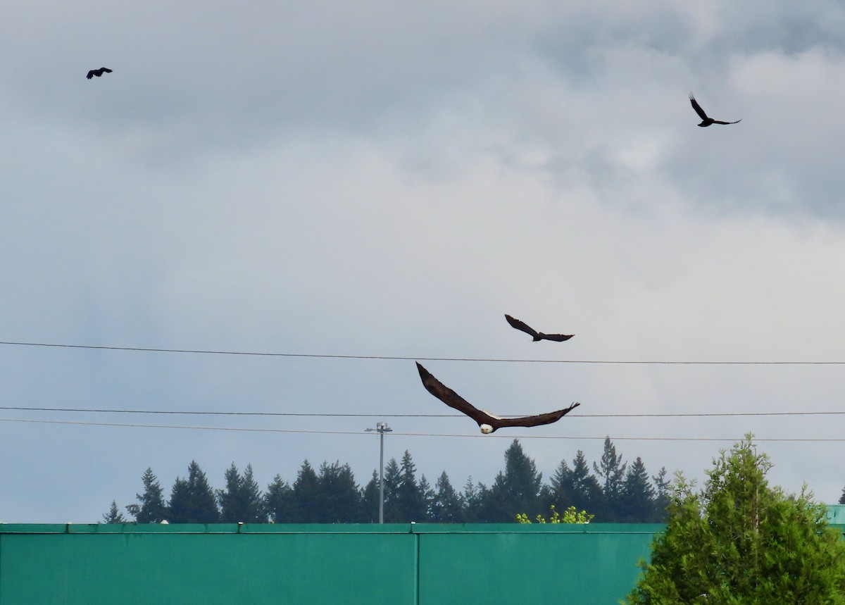 Bald Eagle - ML618263464