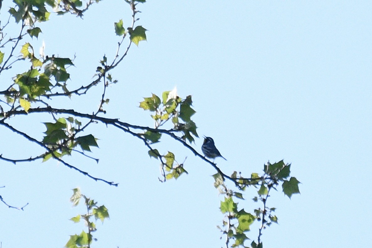 Yellow-throated Warbler - ML618263466