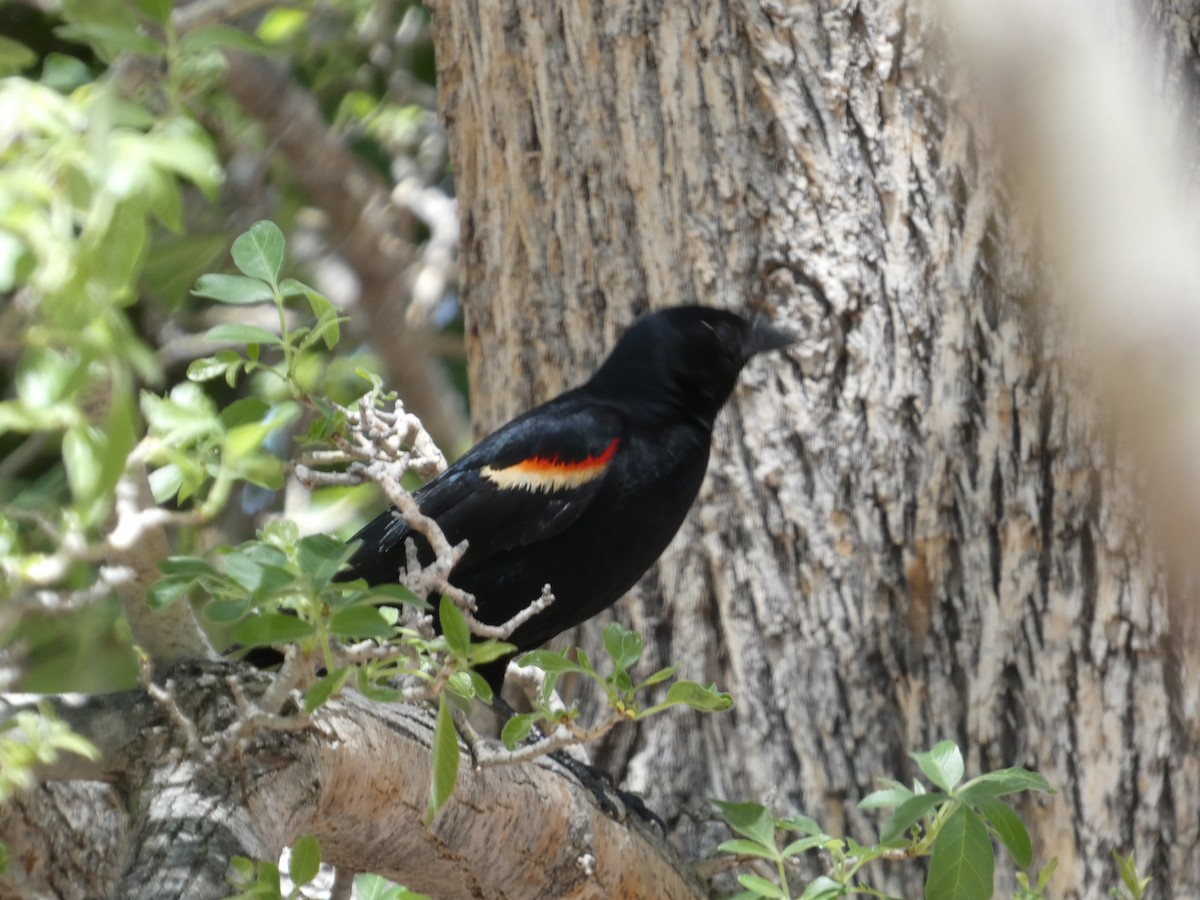 Red-winged Blackbird - ML618263470