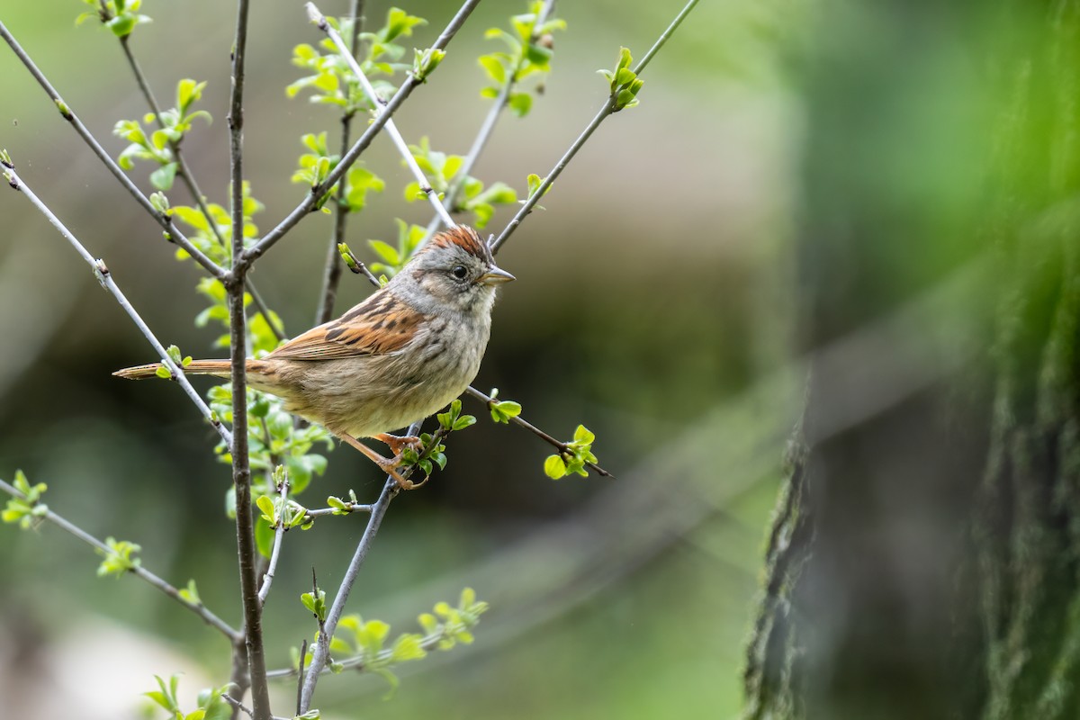 Swamp Sparrow - Matt Saunders