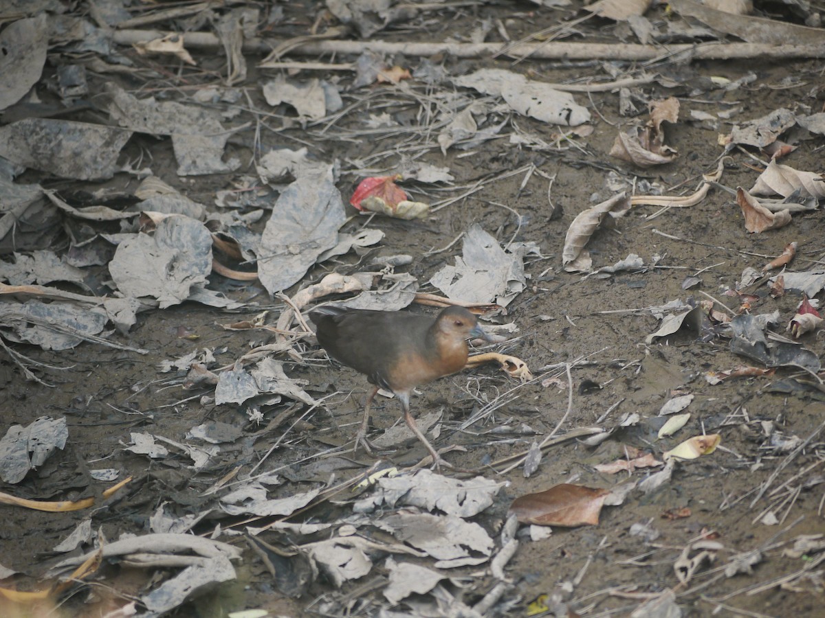 Band-bellied Crake - Anonymous