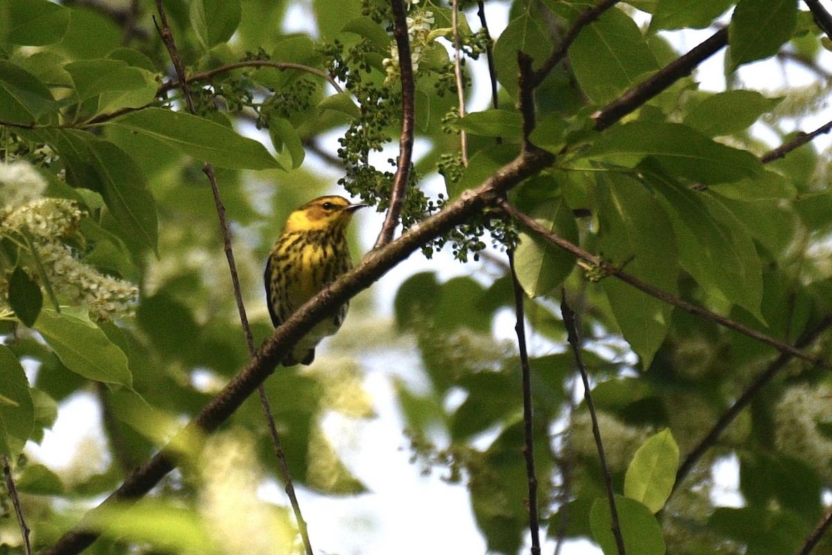 Cape May Warbler - Will Brooks