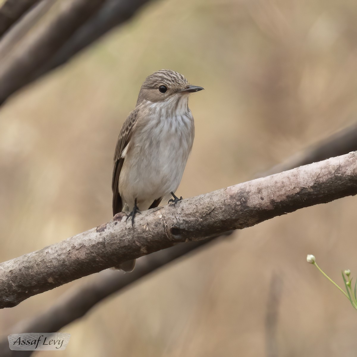 Spotted Flycatcher - Assaf Levy