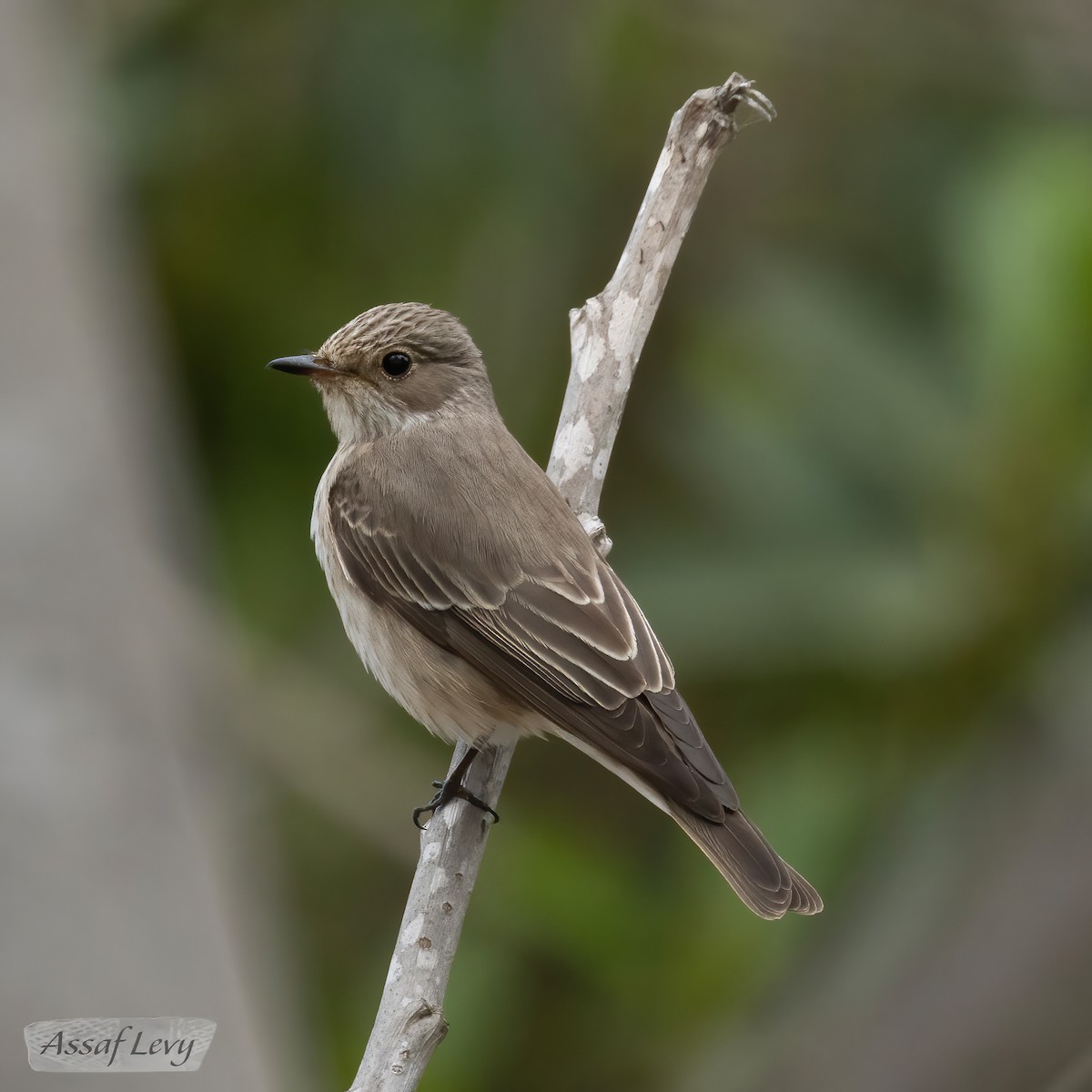 Spotted Flycatcher - Assaf Levy