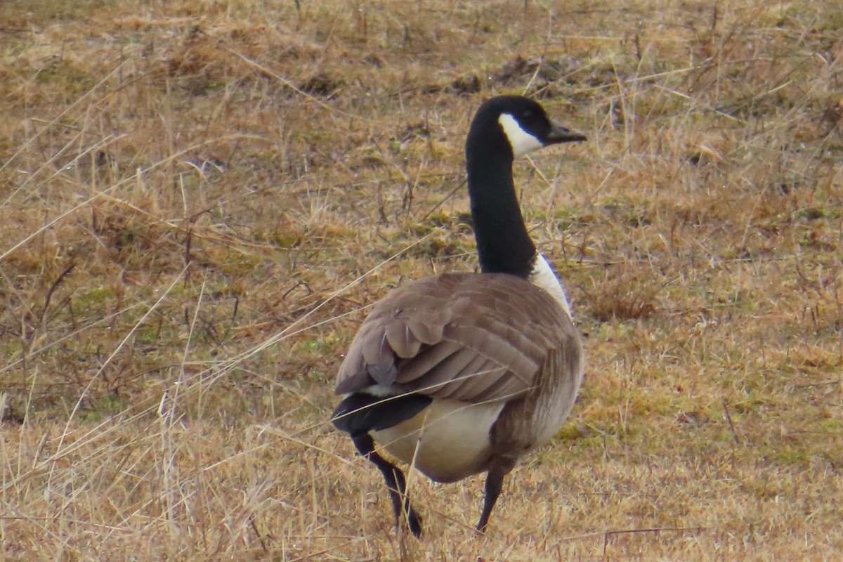 Canada Goose - Sylvie Gagnon