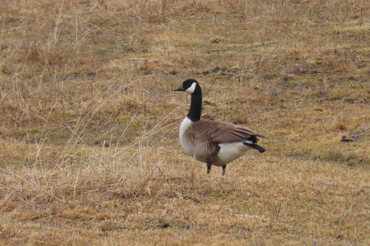 Canada Goose - Sylvie Gagnon