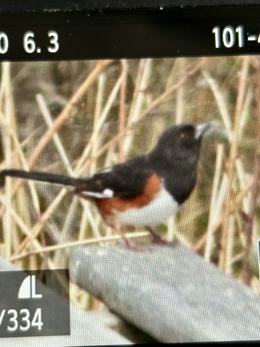 Eastern Towhee - ML618263524