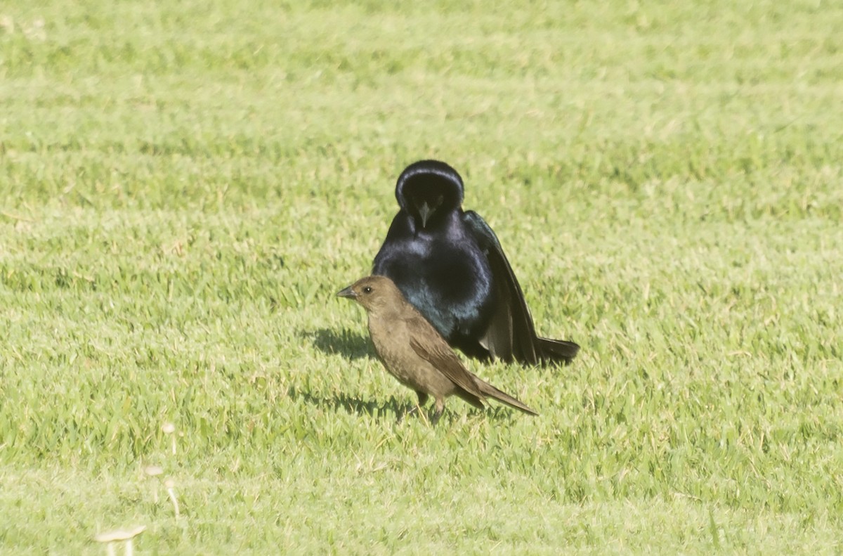 Shiny Cowbird - Eduardo Vieira 17