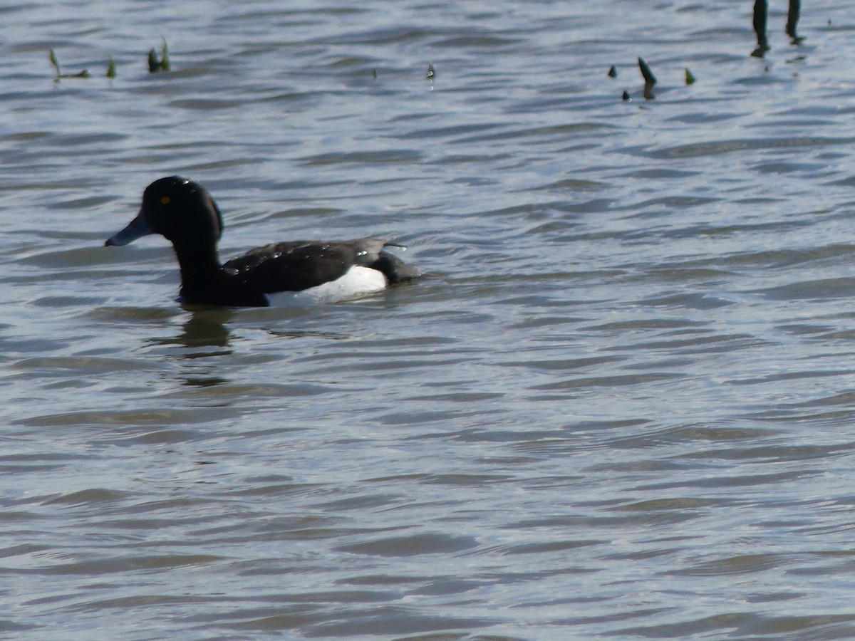 Tufted Duck - Usha Menon