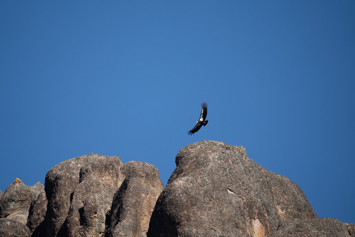 California Condor - ML618263554